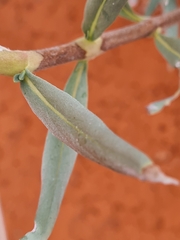 Trichodesma zeylanicum