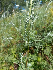 Artemisia macrantha