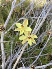 Thelymitra antennifera