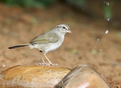 Arremonops rufivirgatus