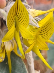 Crotalaria cunninghamii