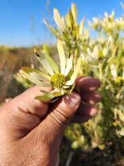 Leucadendron foedum