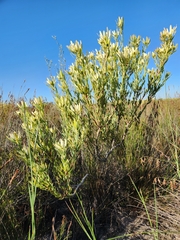 Leucadendron foedum