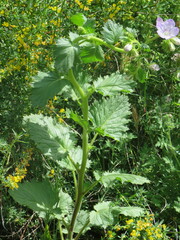Phacelia grandiflora