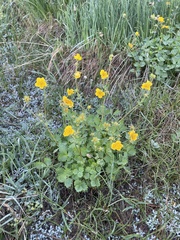 Potentilla flabellifolia