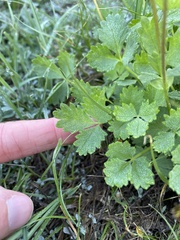 Potentilla flabellifolia