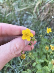 Potentilla flabellifolia