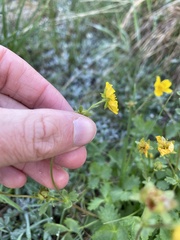 Potentilla flabellifolia