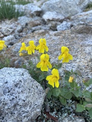 Erythranthe tilingii