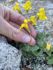 Erythranthe tilingii