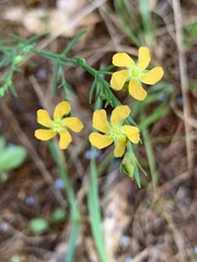 Hypericum drummondii