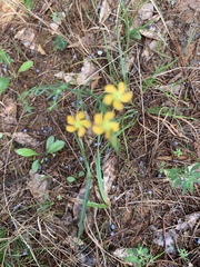 Hypericum drummondii