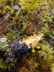 Dacrymyces chrysocomus