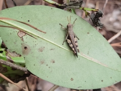 Xenocatantops brachycerus