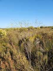 Lachnaea capitata