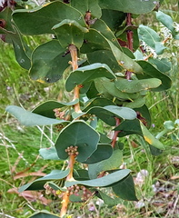 Hakea prostrata