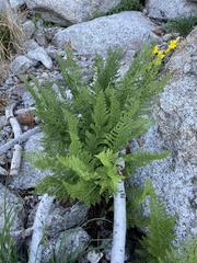 Athyrium americanum