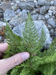 Athyrium americanum