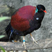 Pheasant Pigeon - Photo (c) Heather Paul, some rights reserved (CC BY-ND)