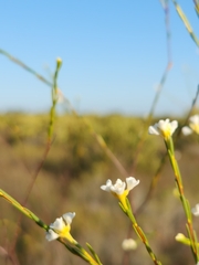Lachnaea capitata