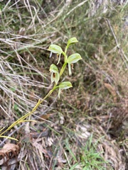 Pterostylis chocolatina