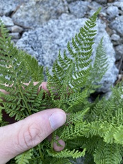 Athyrium americanum