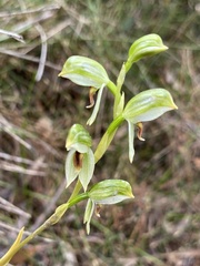 Pterostylis chocolatina