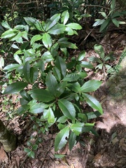 Ardisia cornudentata morrisonensis