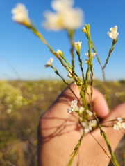 Lachnaea capitata