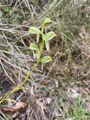 Pterostylis chocolatina