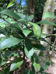 Ardisia cornudentata morrisonensis