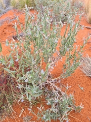 Trichodesma zeylanicum