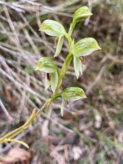 Pterostylis chocolatina