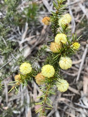 Acacia echinula