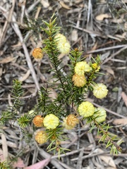 Acacia echinula