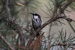 Phylidonyris niger