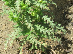 Emmenanthe penduliflora