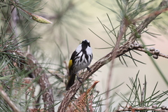 Phylidonyris niger