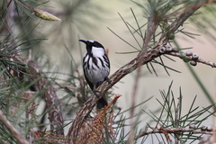 Phylidonyris niger