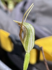 Pterostylis