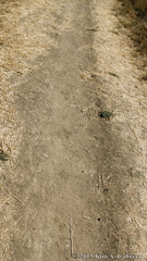 Otospermophilus beecheyi