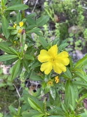 Hibbertia cuneiformis