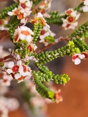 Micromyrtus