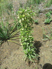 Emmenanthe penduliflora