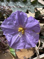 Solanum pungetium