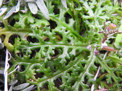 Senecio squalidus rupestris