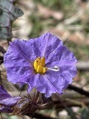 Solanum pungetium