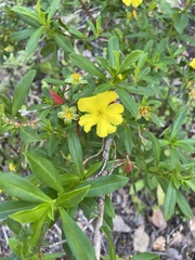 Hibbertia cuneiformis