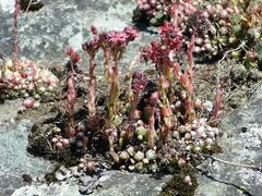 Sempervivum arachnoideum
