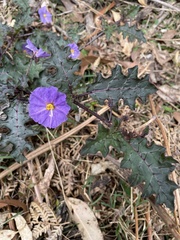 Solanum pungetium